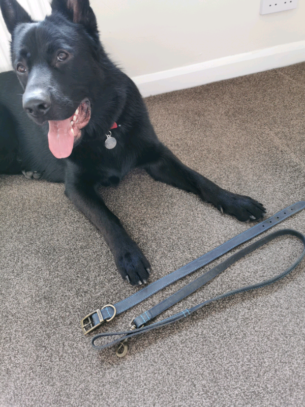 gumtree dog accessories